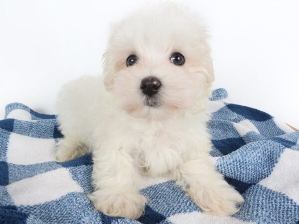 [#14060] White Male Maltese Puppies For Sale