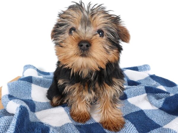 [#14061] Black/Tan Female Yorkshire Terrier Puppies For Sale