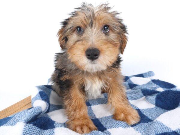 [#14062] Black/Tan Merle Male Yorkshire Terrier Puppies For Sale