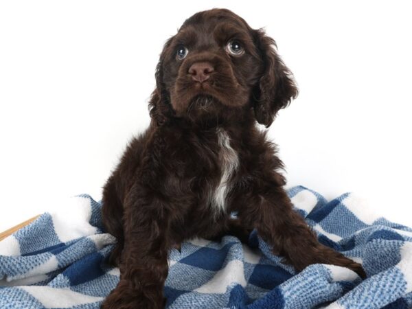 [#14041] Chocolate Male Cocker Spaniel Puppies For Sale