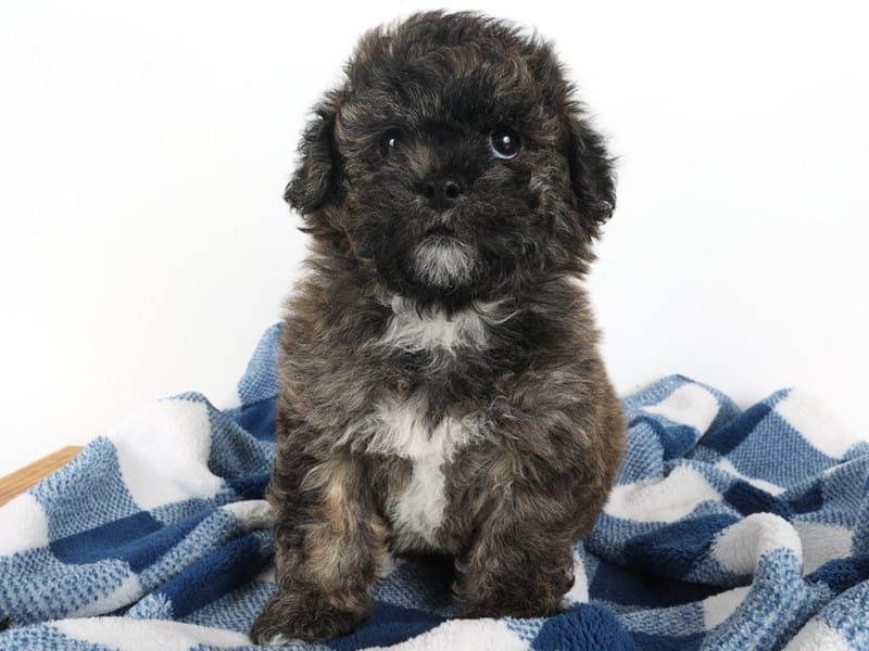 [#14039] Sable Male Shihpoo Puppies For Sale #2