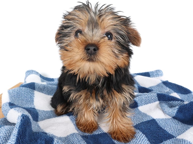[#14061] Black/Tan Female Yorkshire Terrier Puppies For Sale #2