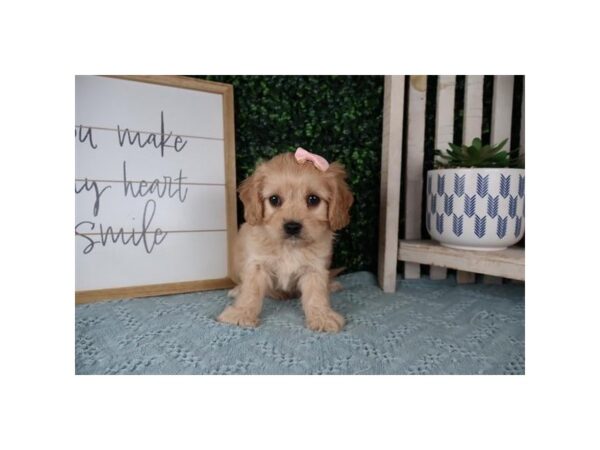 [#14064] Apricot Female Cavapoo Puppies For Sale