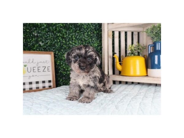 [#14067] Blue Merle Male Schnoodle Puppies For Sale