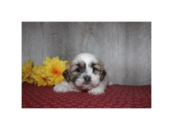 [#14068] White / Brown Female Lhasa Apso Puppies For Sale
