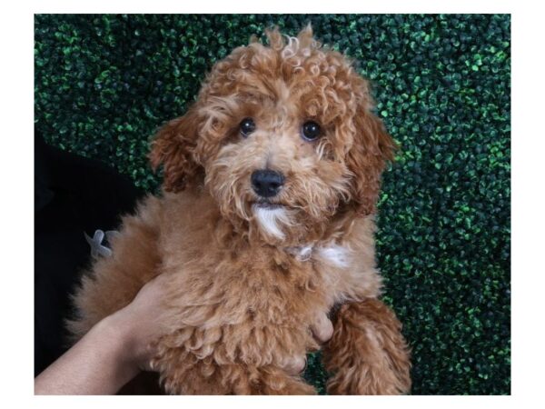 [#13990] Cream w/ White Male Toy Poodle Puppies For Sale