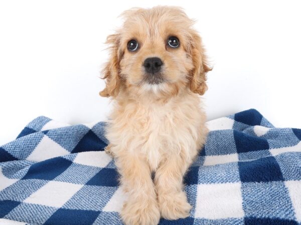 [#14064] Apricot Female Cavapoo Puppies For Sale