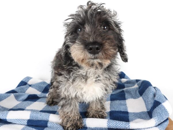 [#14067] Blue Merle Male Schnoodle Puppies For Sale