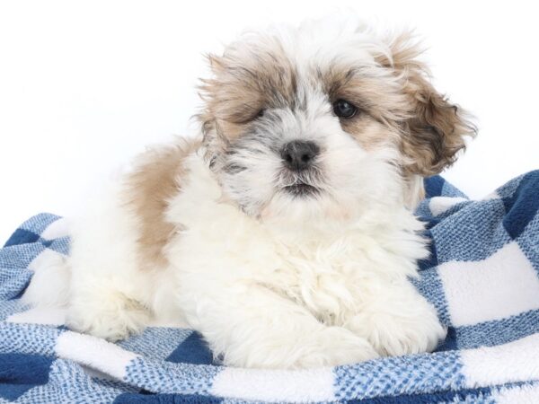 [#14068] White / Brown Female Lhasa Apso Puppies For Sale