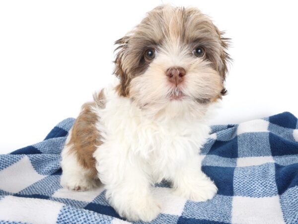[#14069] Chocolate Female Havanese Puppies For Sale