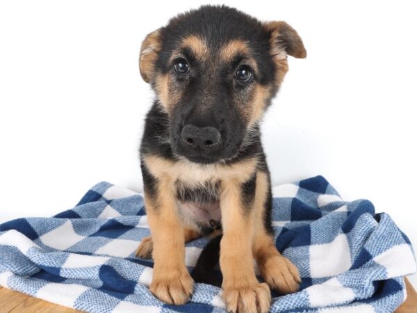 [#14070] Black and Tan Female German Shepherd Puppies For Sale