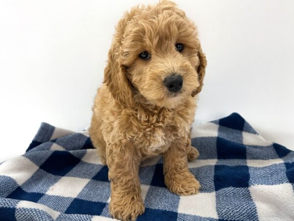 [#14073] Red Male Goldendoodle Mini 2nd Gen Puppies For Sale