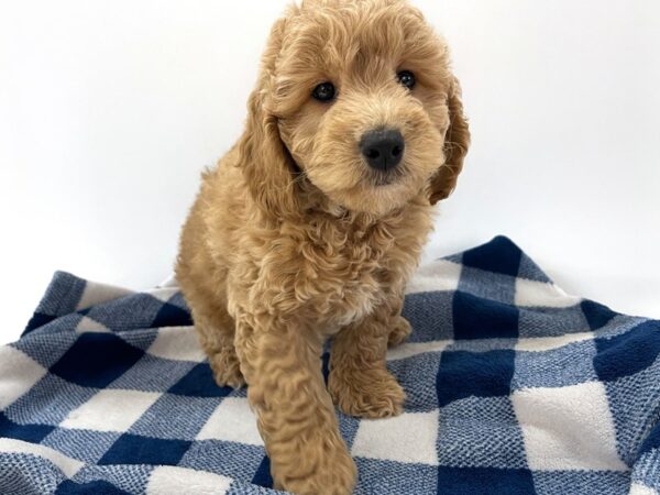 [#14074] Red Female Goldendoodle Mini 2nd Gen Puppies For Sale