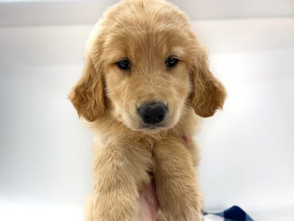 [#14075] Golden Male Golden Retriever Puppies For Sale