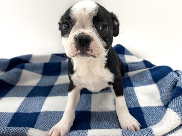 [#14077] Black & White Female Boston Terrier Puppies For Sale