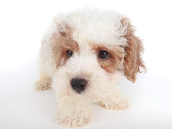 [#14079] White Male Poochon Puppies For Sale