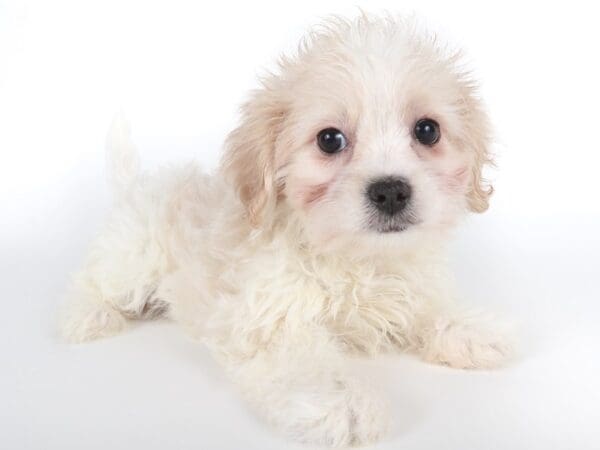 [#14082] Lemon / White Female Shihpoo Puppies For Sale