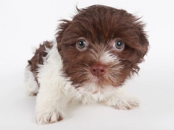 [#14081] Chocolate Male Havanese Puppies For Sale
