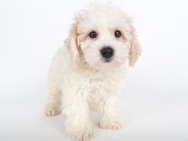 [#14080] White Male Poochon Puppies For Sale
