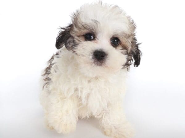 [#14084] Sable Male Maltipoo Puppies For Sale