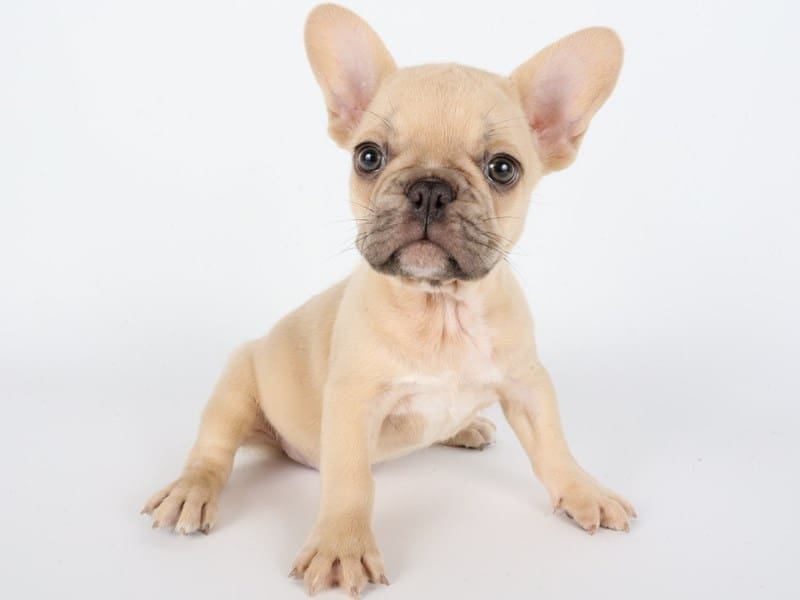 [#14367] Fawn Male French Bulldog Puppies For Sale #3