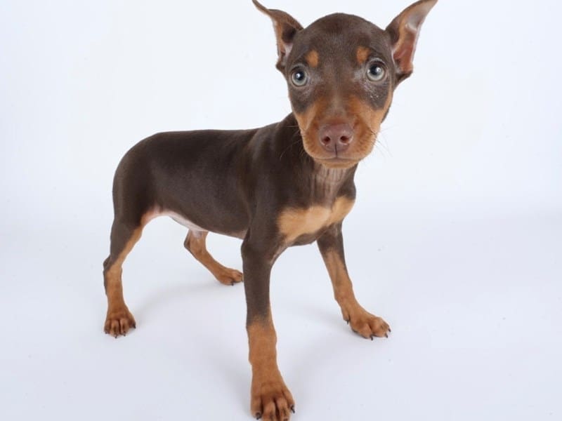 [#14445] Chocolate and Tan Male Miniature Pinscher Puppies For Sale #2