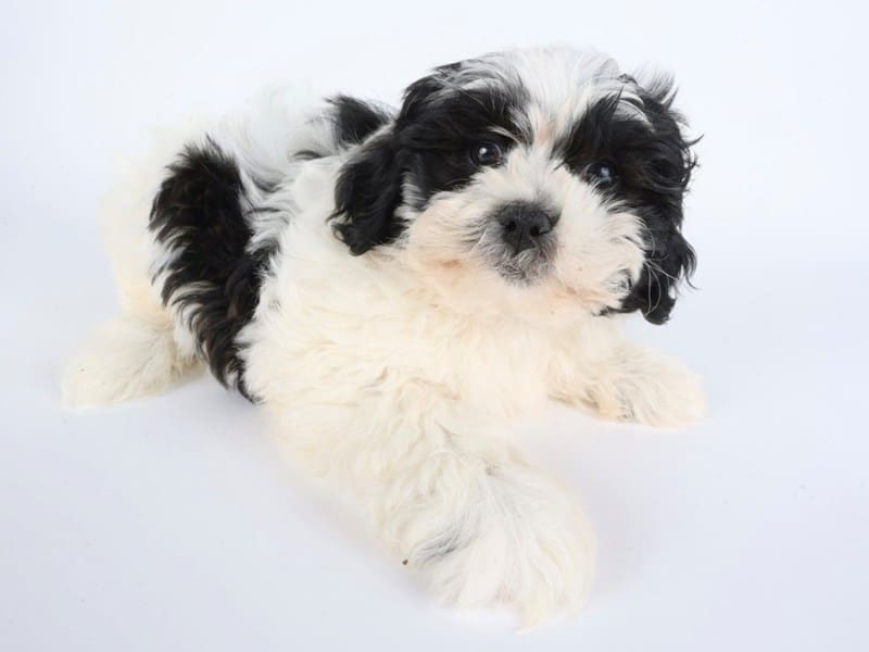 [#14449] Black / White Male Shihpoo Puppies For Sale #3