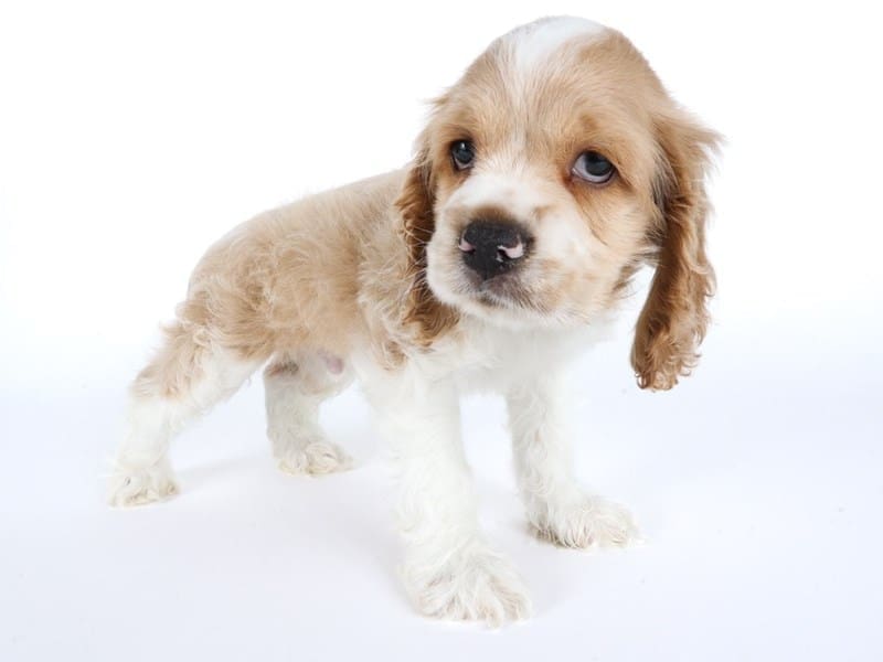 [#14461] Buff/White Male Cocker Spaniel Puppies For Sale #2