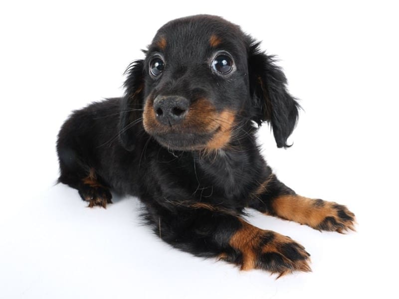 [#14428] Black and Tan Female Dachshund Puppies For Sale #2