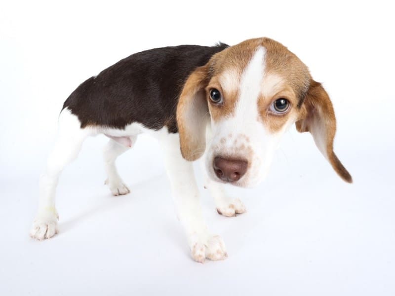 [#14424] Chocolate / White Male Beagle Puppies For Sale #2