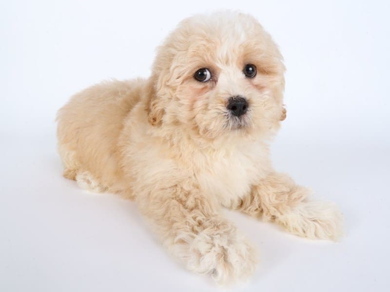 [#14455] Cream Male Teddy Bear Puppies For Sale #3