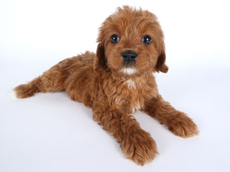 [#14454] Red Male Cavapoo Puppies For Sale #3