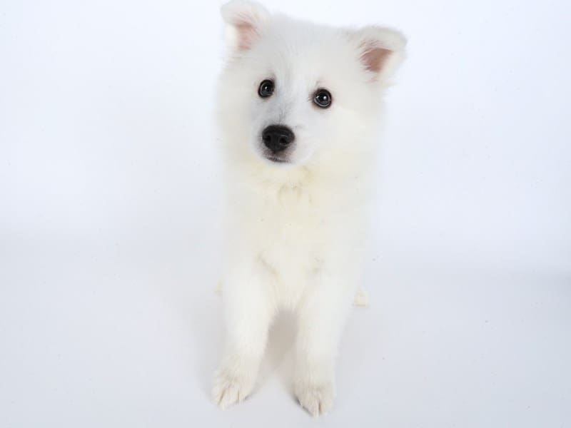 [#14453] White Male American Eskimo Puppies For Sale #3