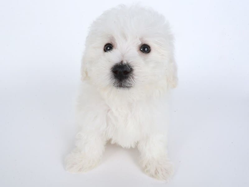 [#14452] White Male Bichon Frise Puppies For Sale #3