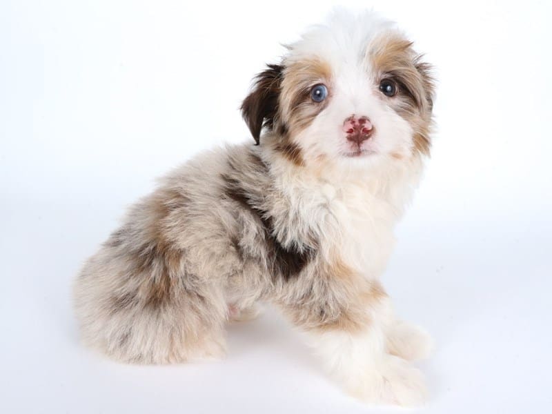 [#14451] Chocolate Merle Male Mini Aussiepoo Puppies For Sale #3