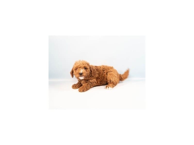[#14463] Red Female Miniature Bernedoodle F1b Puppies For Sale #2