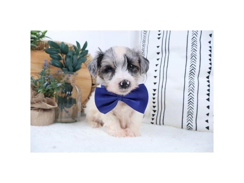 [#14465] Blue Merle Male Miniature Schnauzer Puppies For Sale #2