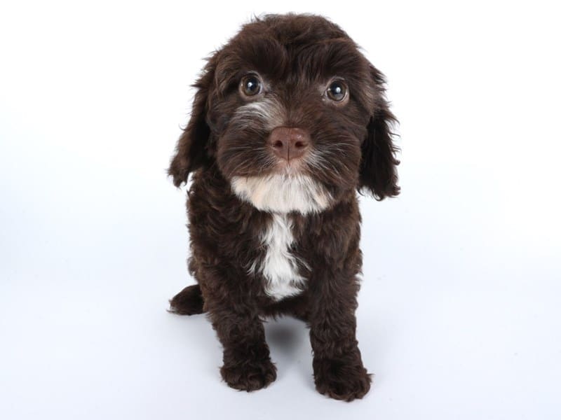 [#14468] Chocolate Female Cavapoo Puppies For Sale #3