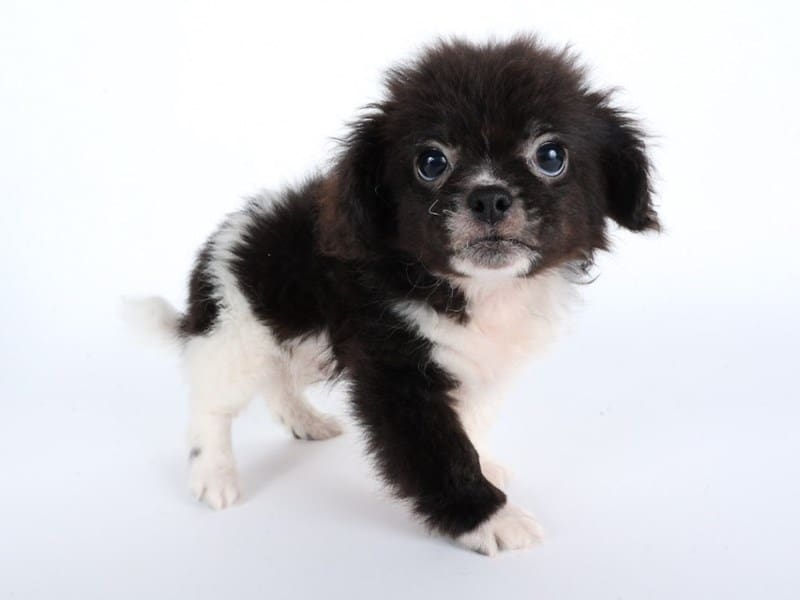 [#14467] Black / White Male Pekeapoo Puppies For Sale #3