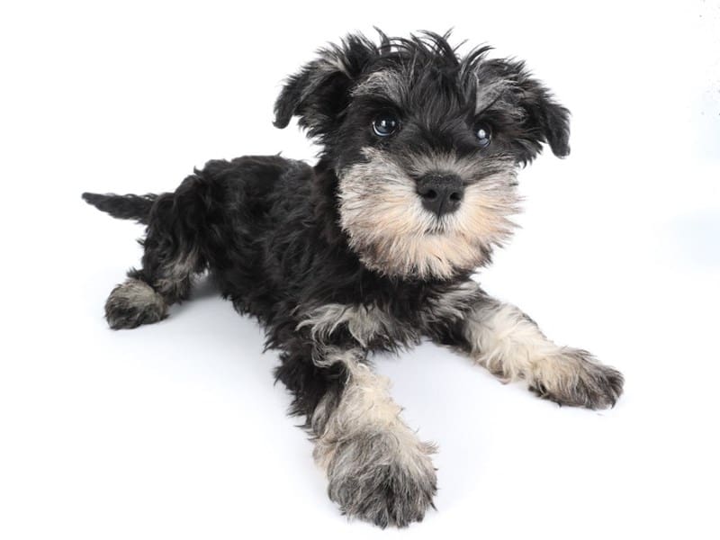 [#14464] Black / Cream Male Miniature Schnauzer Puppies For Sale #3