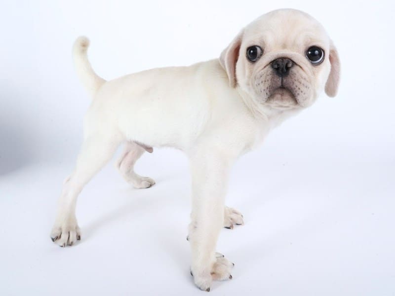 [#14434] White Male Pug Puppies For Sale #3