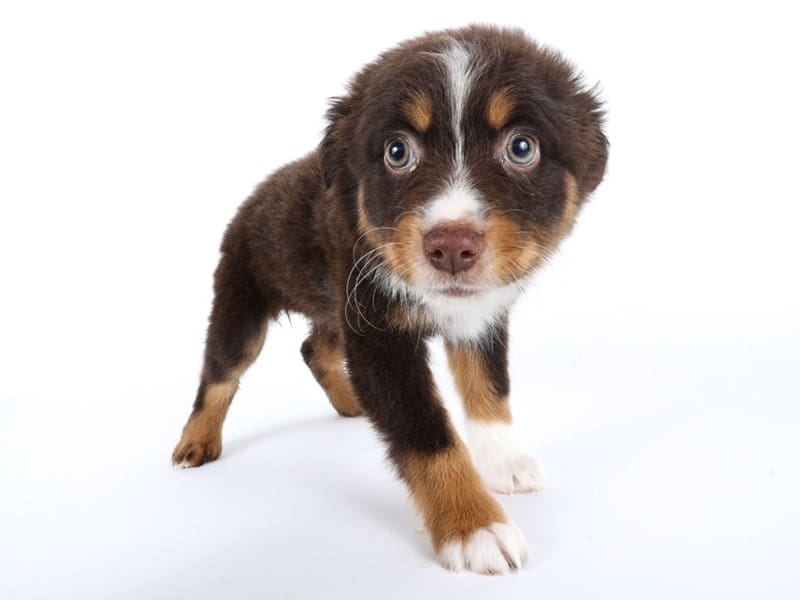 [#14484] Chocolate/White/Tan Points Female Miniature Australian Shepherd Puppies For Sale #2