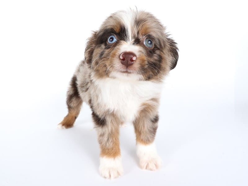 [#14485] Chocolate Merle/Tan Points Female Miniature Australian Shepherd Puppies For Sale #2