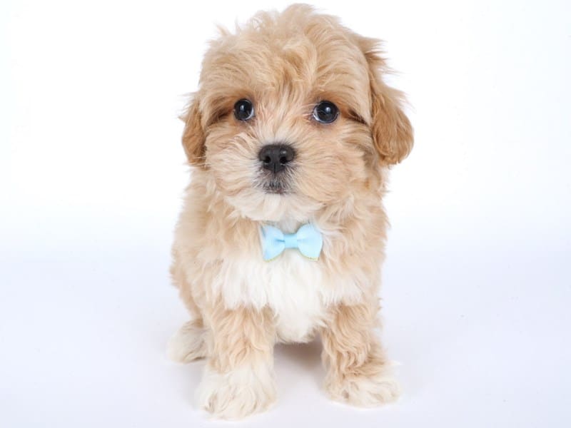 Maltipoo-Dog-Male-Cream/White-4933342-XO PUPS