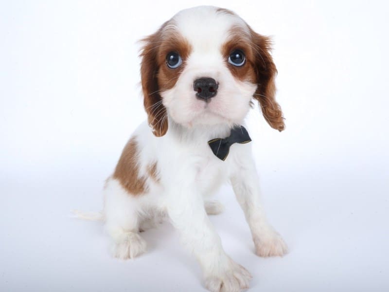 Cavalier King Charles Spaniel-Dog-Male-Blenheim-4939579-XO PUPS
