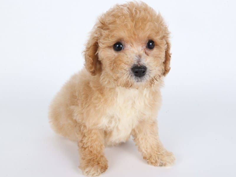 [#14436] Light Apricot Male Poochon Puppies For Sale #3