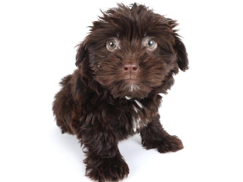 [#14441] Chocolate Female Havanese Puppies For Sale #5