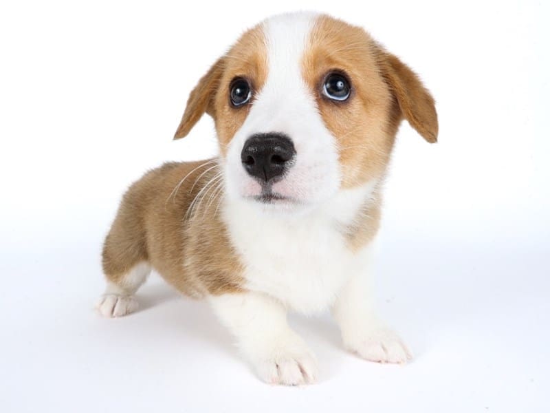 [#14462] Red/White Female Pembroke Welsh Corgi Puppies For Sale #2