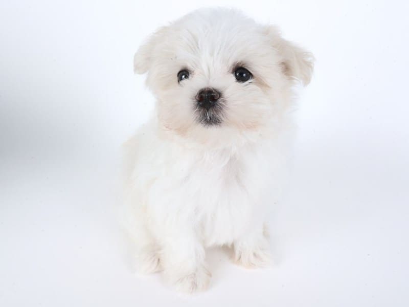 [#14474] White Female Maltese Puppies For Sale #2