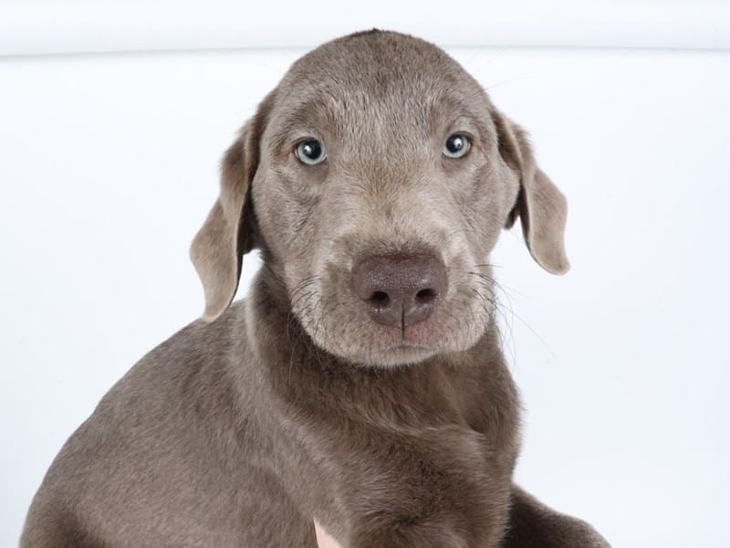 [#14470] Silver Male Labrador Retriever Puppies For Sale #2